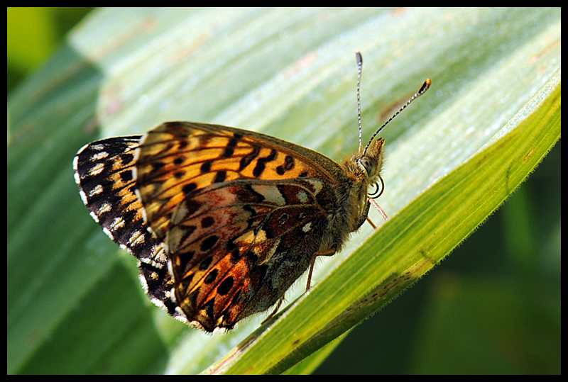 Boloria sp. da identificare - Boloria (Clossiana) titania